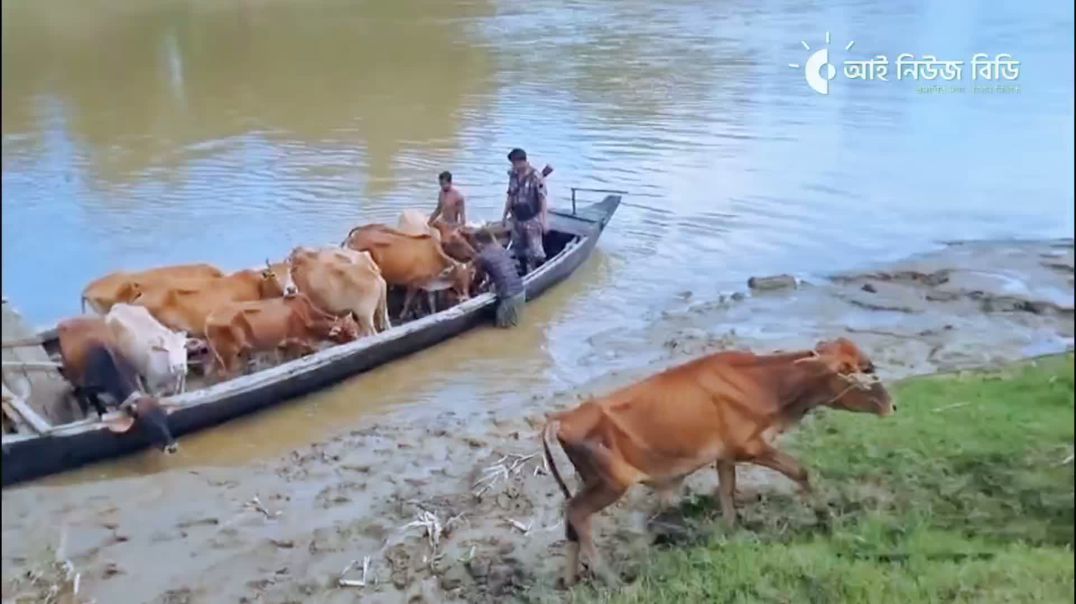 ⁣ফেনীতে বিজিবির অভিযানে ভারতীয় গরু জব্দ