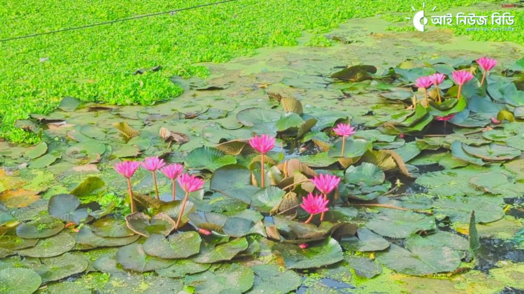 ব্রাহ্মণবাড়িয়ার কসবায় পরিত্যক্ত ঝিলের পানিতে শোভা ছড়াচ্ছে লাল শাপলা