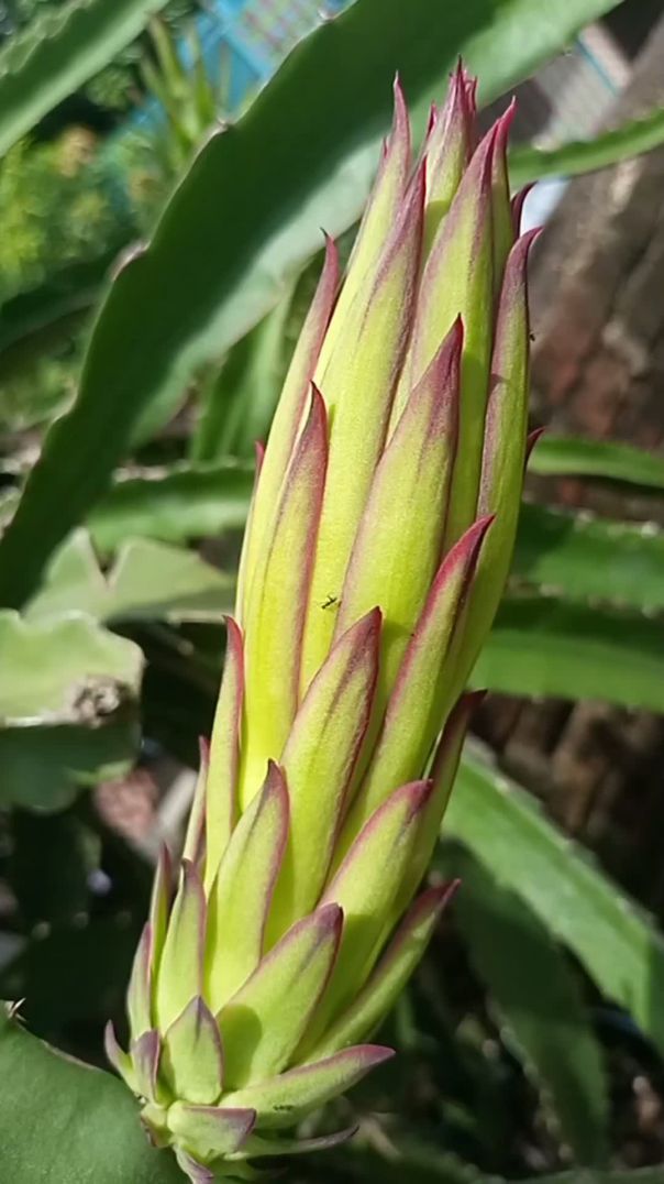 ড্রাগন ফলের ফুল, প্রকৃতির এক অনন্য বিস্ময়!”