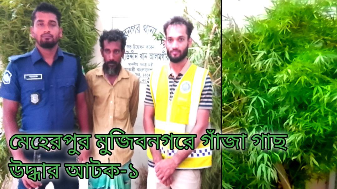 ⁣মেহেরপুর মুজিবনগরে গাঁজা গাছ উদ্ধার আটক-১