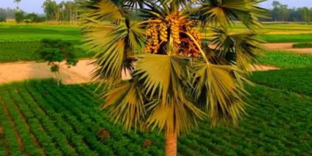 বহু গুণের অধিকারী, তালগাছ দিন দিন হারিয়ে যাচ্ছে।