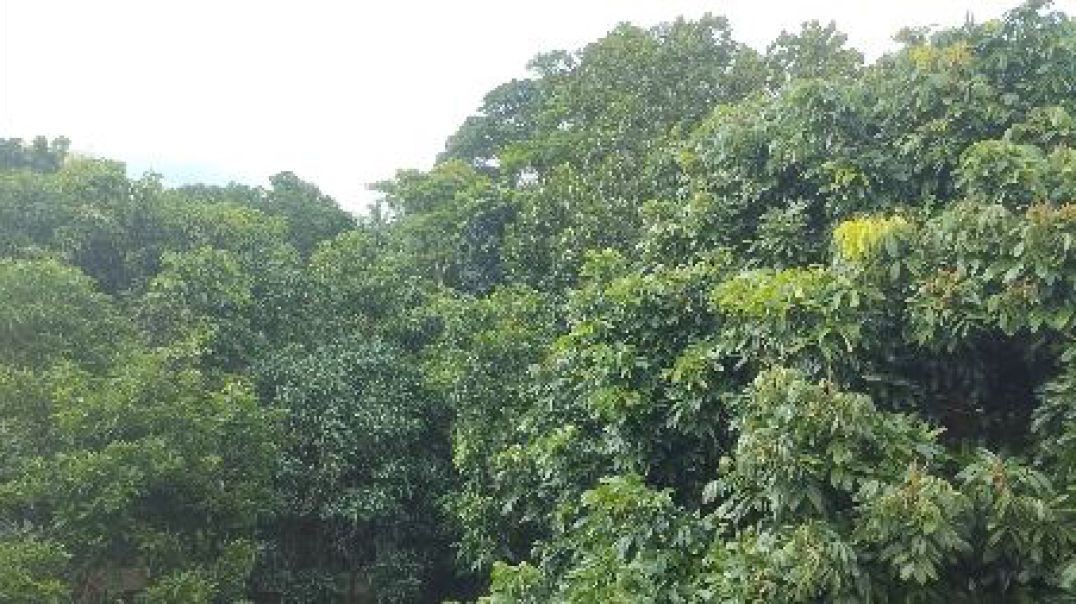⁣প্রকৃতির প্রশান্তি ও জীবনবোধের উৎস