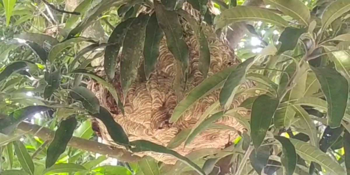 দুর্গাপুরে ভিমরুলের কামড়ে বৃদ্ধার মৃত্যু 