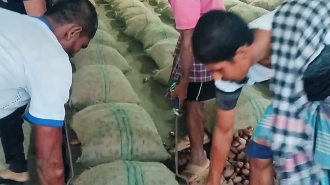 ⁣আলু নিয়ে চরম বিপাকে দিনাজপুর বিরলের সাধারণ কৃষক 🥔