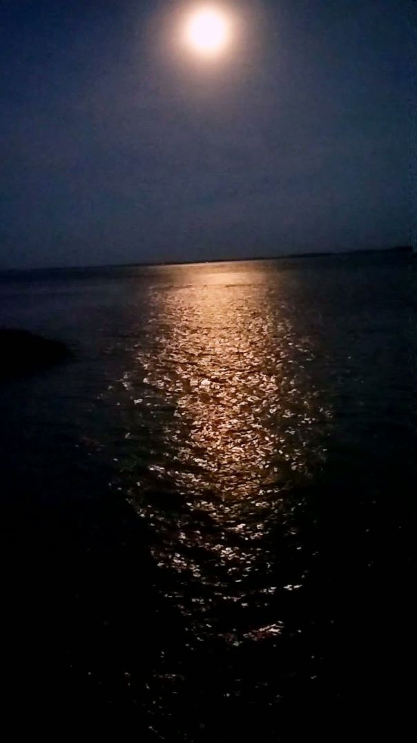 🌙🌺✅🎯☘️🌺 অপুর্ব সৌন্দর্য | Nature’s Hidden Beauty 🌿✨🌿🌷🌺🌼🌸💮🌱🏵️🌹