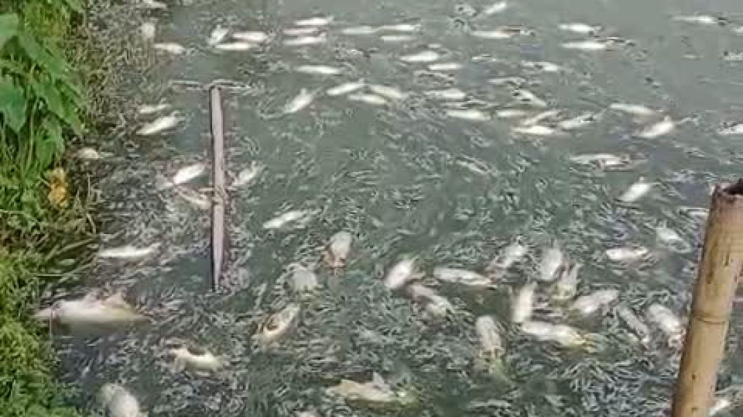 ⁣মাছের সাথে এ কেমন শত্রুতার আচরণ!