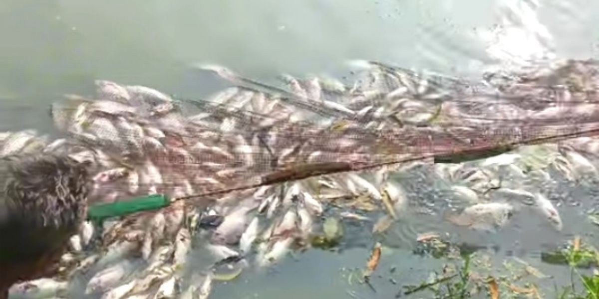 কুলিয়ারচরে পুকুরে বিষ ঢেলে মাছ নিধন