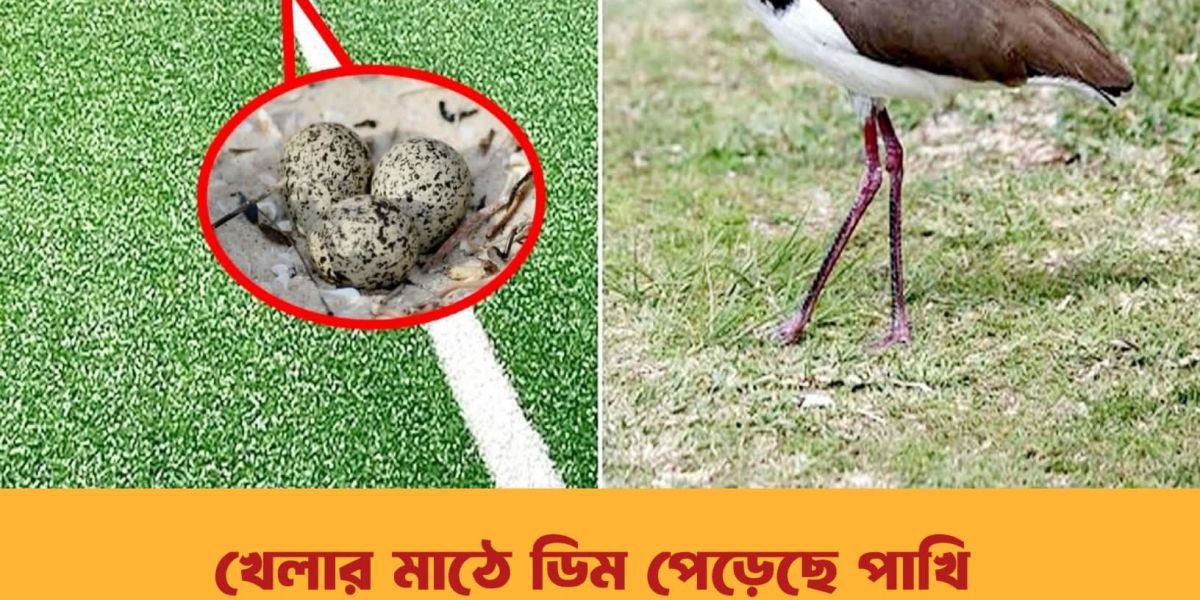 খেলার মাঠে ডিম পেড়েছে পাখি