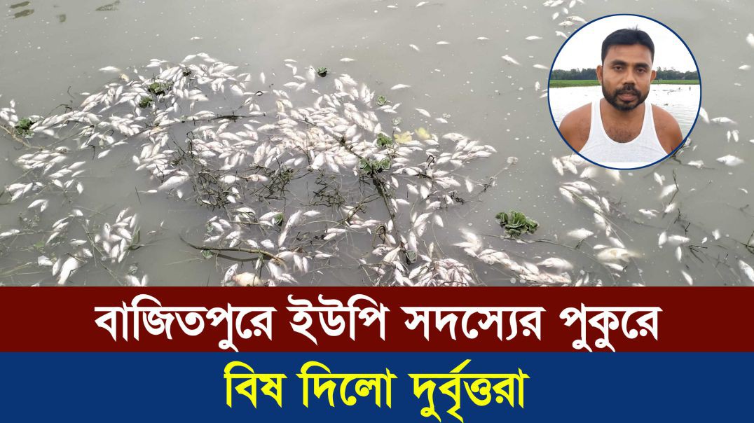 বাজিতপুরে ইউপি সদস্যের পুকুরে দুর্বৃত্তদের বিষ, ১৫ লাখ টাকার ক্ষতি
