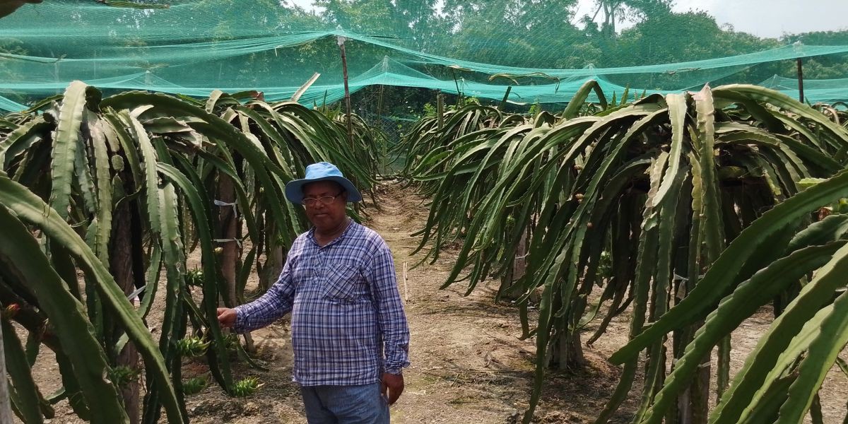 মোহনপুরে ড্রাগন চাষে সফল উদ্যোক্তা প্রফেসর তৈয়বুর রহমান..