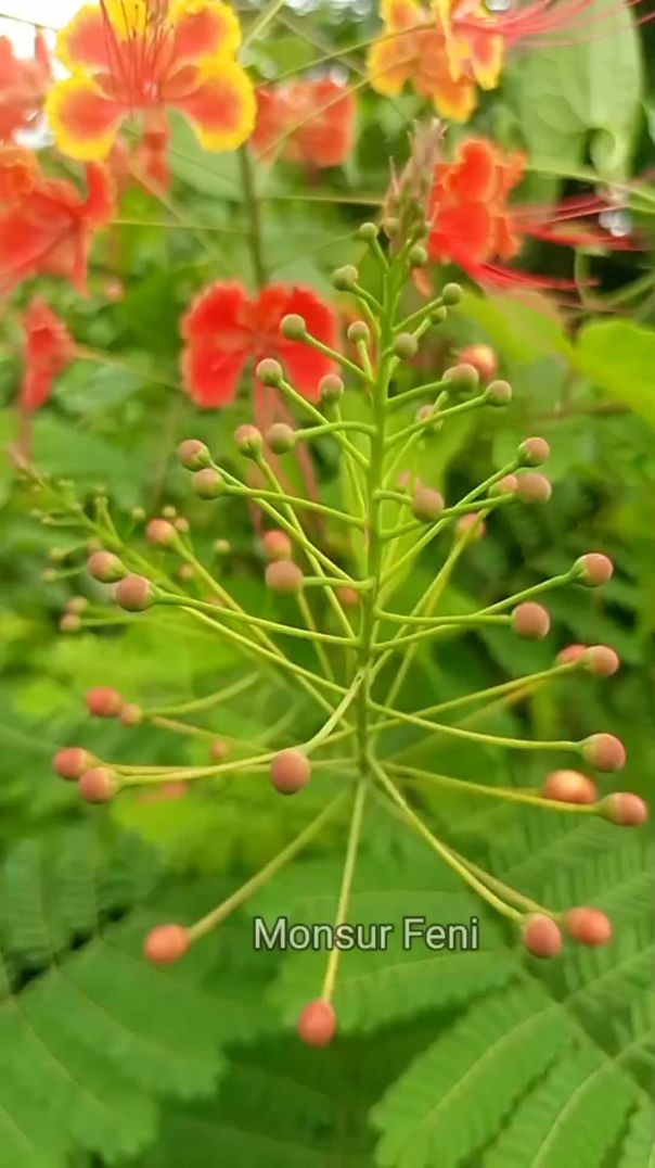 ঢাকা–চট্টগ্রাম মহাসড়কের ডিভাইডারে ফুটে থাকা রঙিন ফুল।