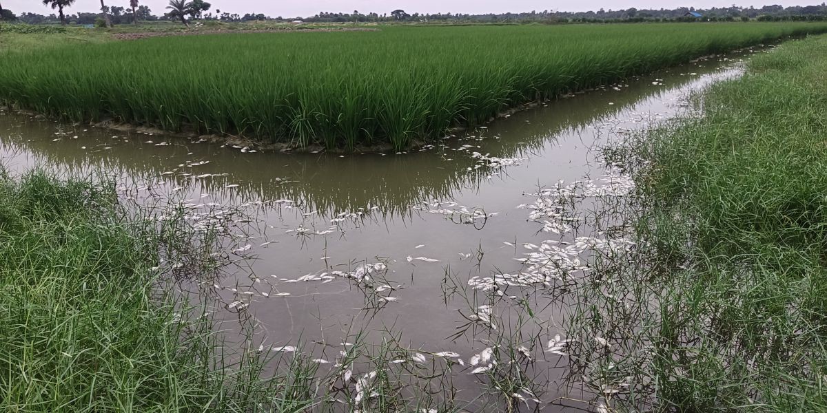 কালিগঞ্জে ঘেরে বিষ ঢেলে মাছ নিধনের অভিযোগ
