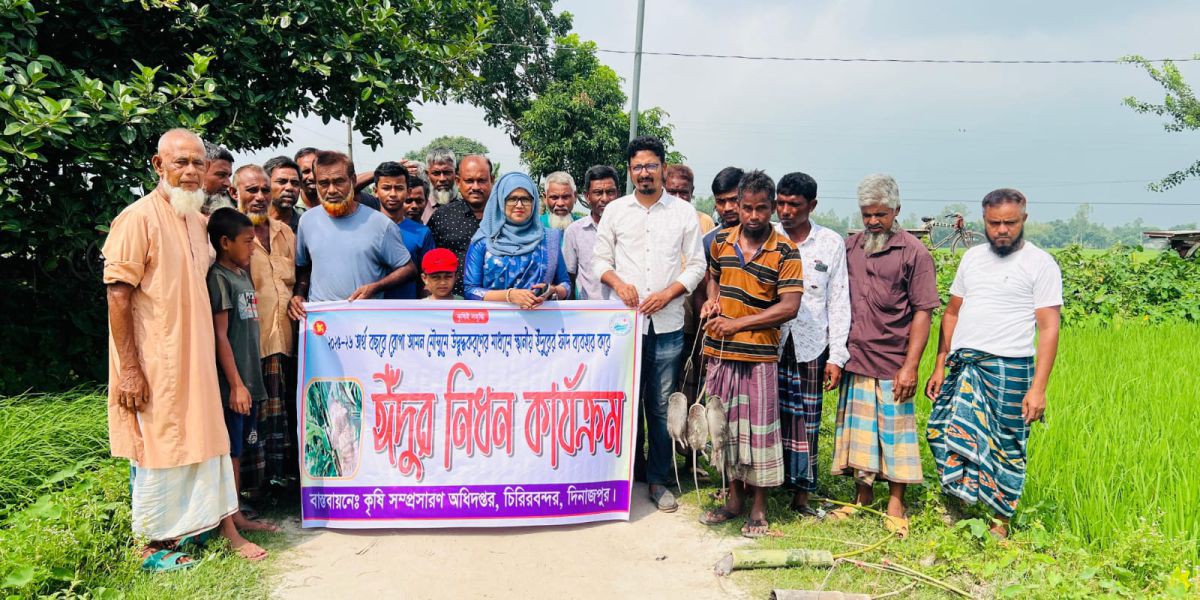 চিরিরবন্দরে ইঁদুর নিধনে জনপ্রিয় হচ্ছে ‘বাঁশের চোঙ্গার ফাঁদ'। ..