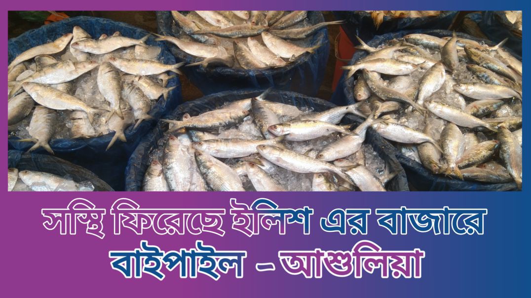 গত সপ্তাহের চাইতে এই সপ্তাহে স্বস্তি  ফিরেছে ইলিশের বাজারে
