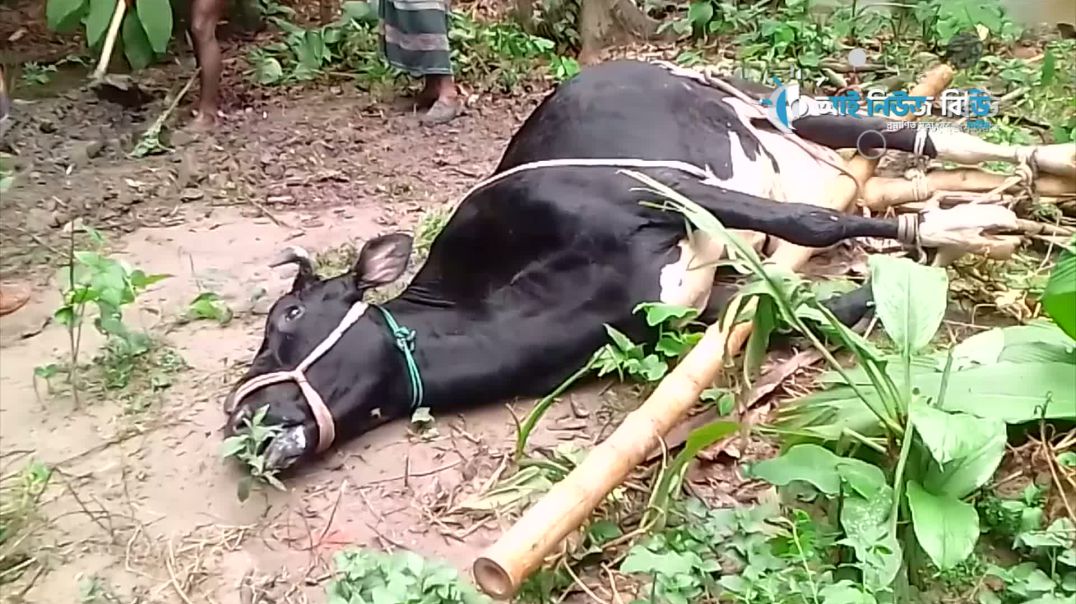 এক লক্ষ পঞ্চাশ হাজার টাকা দামের গরুর মৃত্যু