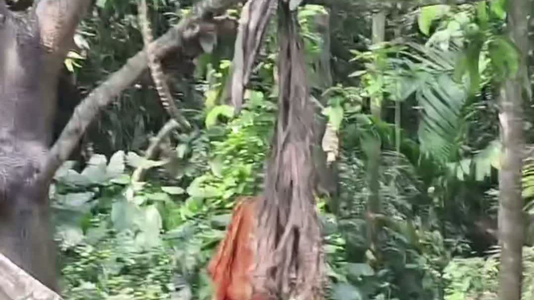 ⁣নাটোরের বড়াইগ্রাম উপজেলার "তিরাইল অতিথি পাখির গ্রাম" ধ্বংসের মুখে