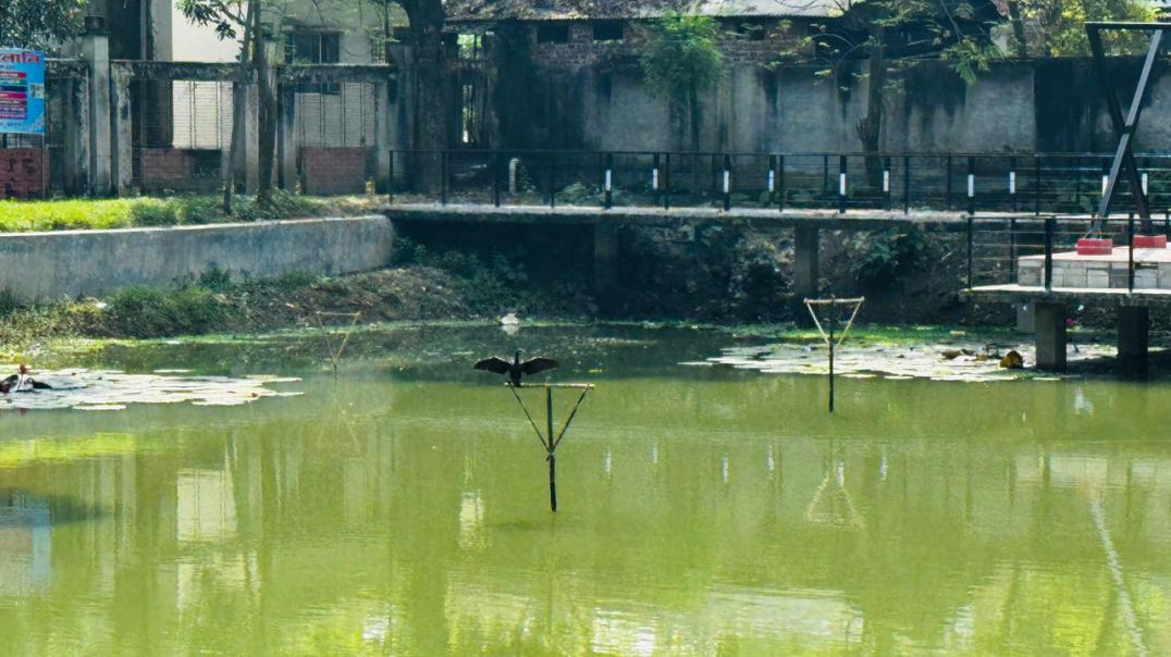 ক্ষেতলাল উপজেলা চত্বরে ‘পাখি কলোনি’ প্রকৃতি ও মানুষের সহাবস্থানের এক অভিনব উদ্যোগ