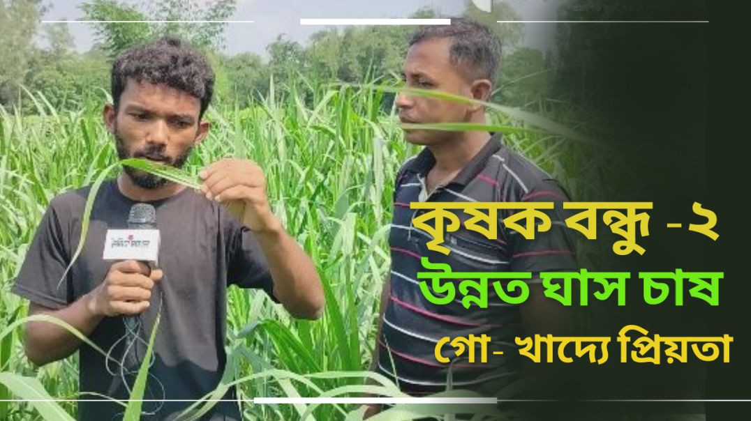 ⁣কৃষক বন্ধু পর্ব-২ উন্নত ঘাস চাষ, লিবিয়া krishok bondu 2 হাইব্রিড ঘাস গো-খাদ্যে প্রিয়তা