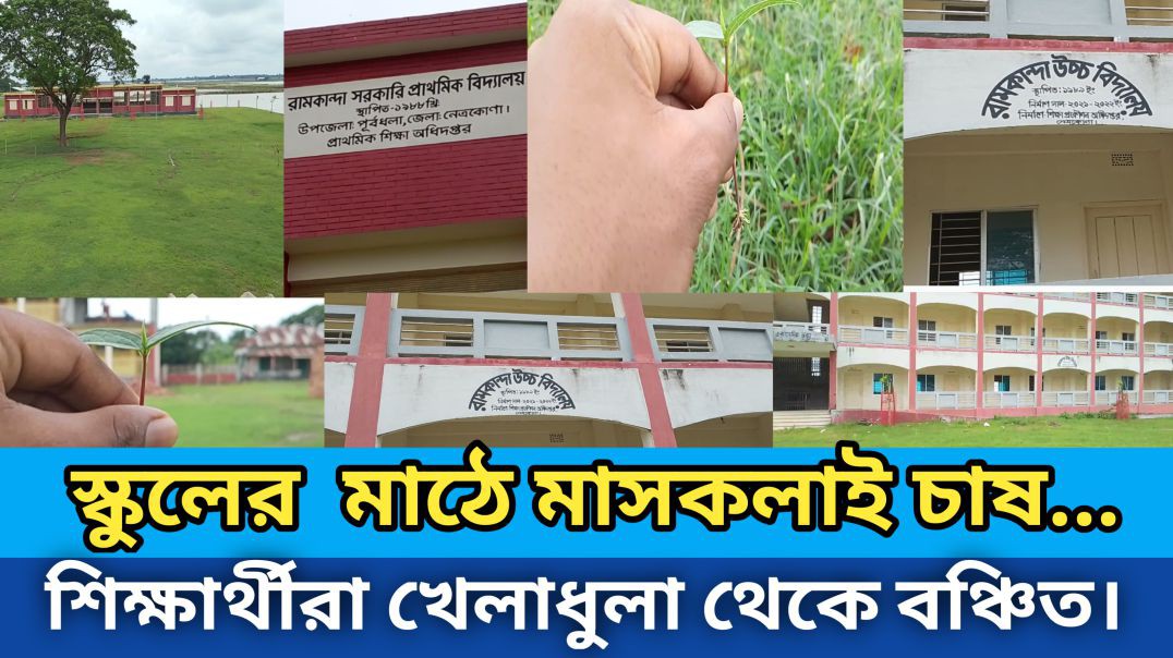 ⁣স্কুল মাঠে মাসকলাই চাষ, শিক্ষার্থীরা খেলাধুলা থেকে বঞ্চিত।