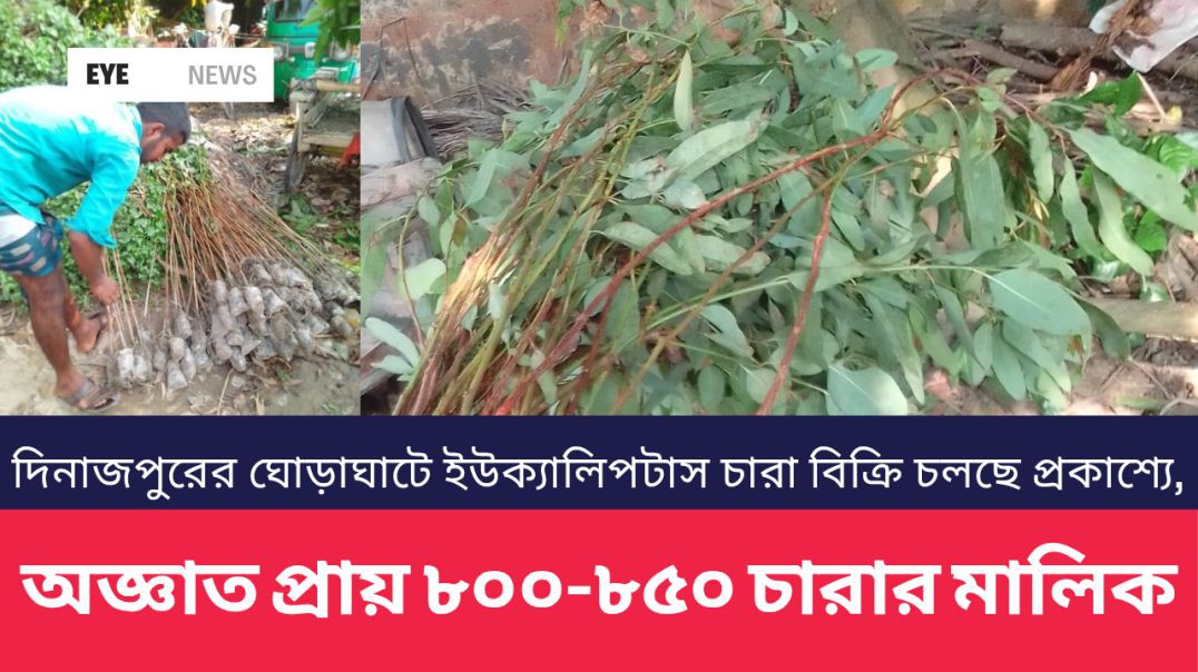 দিনাজপুরের ঘোড়াঘাটে ইউক্যালিপটাস চারা বিক্রি চলছে প্রকাশ্যে, অজ্ঞাত প্রায় ৮০০-৮৫০ চারার মালিক