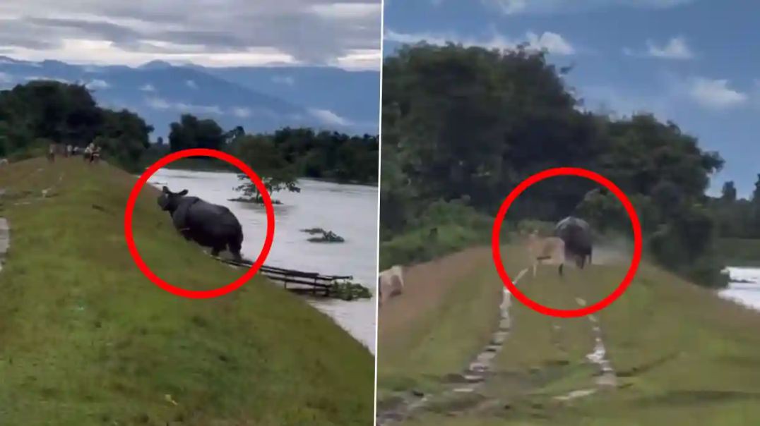 ⁣বন্যার জলে গন্ডার লোকালয়ে চলে আসসেরামশাই অঞ্চল অফিস পাড়ার নৌকাবিহারের ঘটনা #gorumaranationalpark