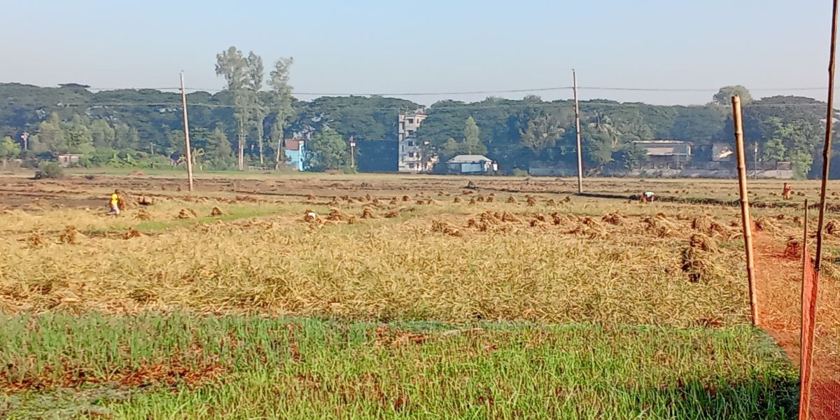 এখন চলছে আমন ধান কর্তনের সময়