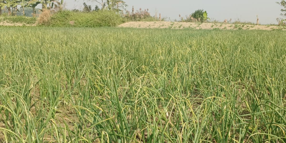 কালুখালীতে ঘাস নাশক ছিটিয়ে ফসল নষ্ট 