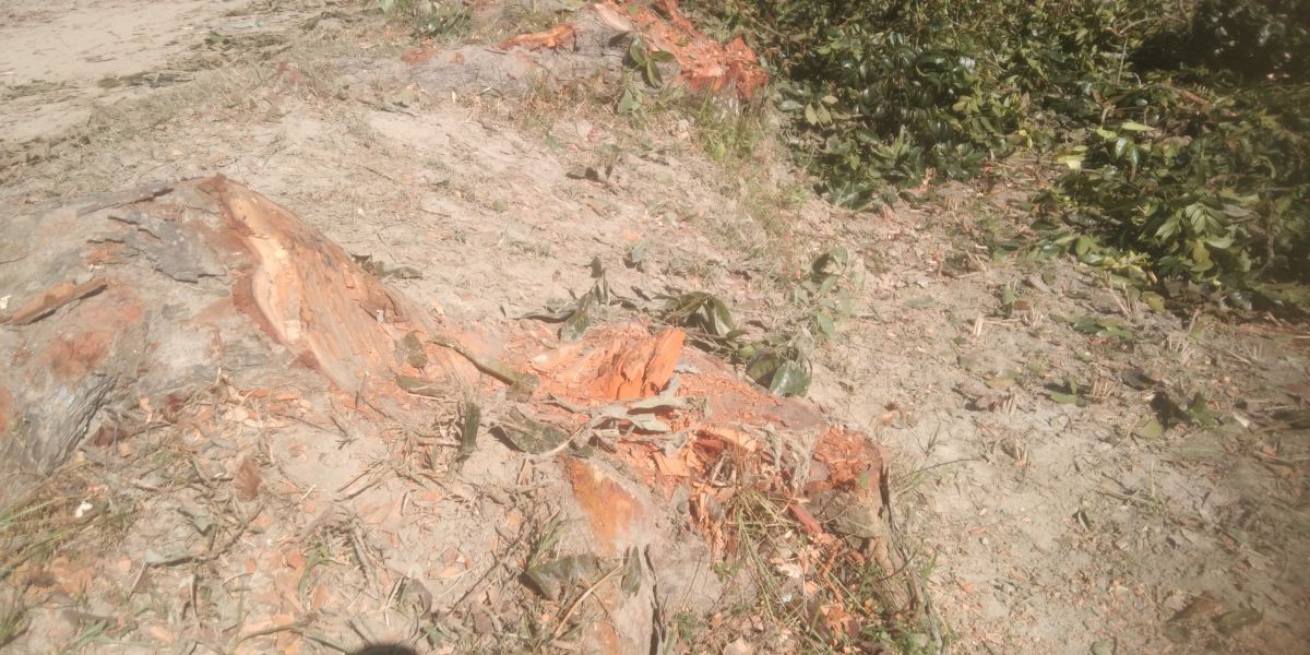 কেন্দুয়ার ইউএনও’র নাম ভাঙিয়ে সরকারি রাস্তার গাছ কাটল বিএনপি নেতা!..