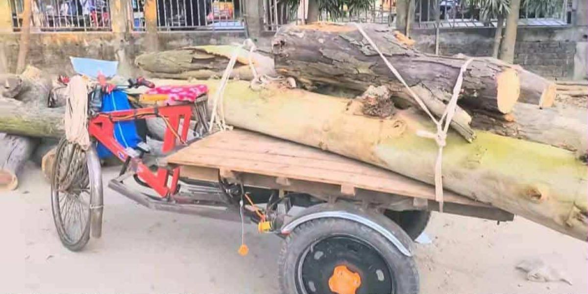 চিরিরবন্দরে রাস্তার গাছ কেটে পাচারের চেষ্টা, এলাকাবাসির হাতে আটক।..