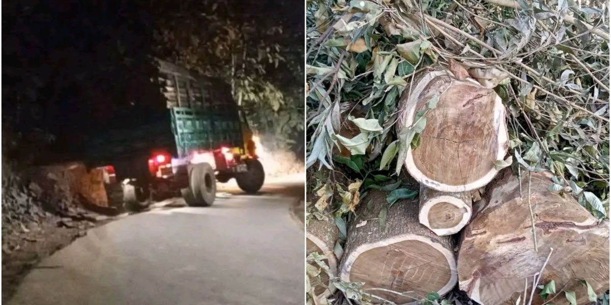 লামার সরই ইউনিয়নে সন্ধ্যা নামলেই বন লুট: কার ছত্রছায়ায় চলছে কাঠ ও লাকড়ি পাচার?..