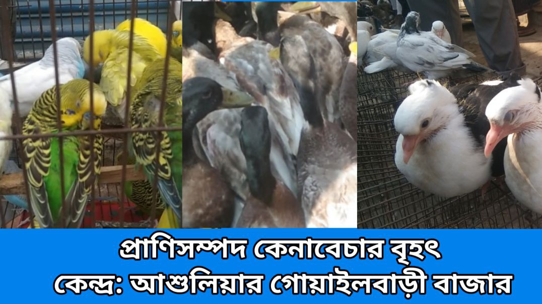 ⁣প্রাণিসম্পদ কেনাবেচার বৃহৎ কেন্দ্র: আশুলিয়ার গোয়াইলবাড়ী বাজার।