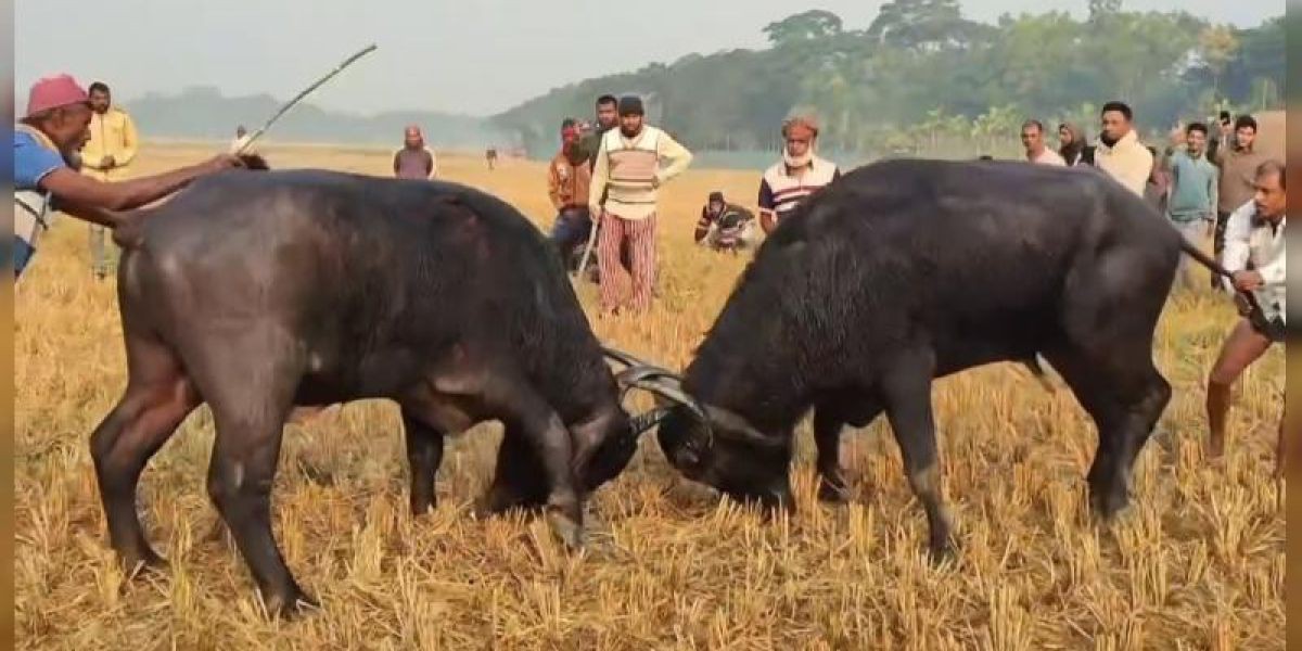 বরগুনার আমতলীতে ঐতিহ্যবাহী মহিষের লড়াই