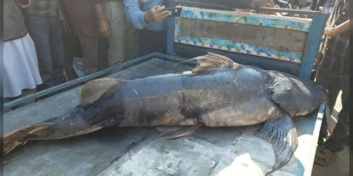 বরগুনায় ৭০ কেজির বিরল ‘বাঘা আইর’ মাছ, উৎসুক জনতার ভিড়