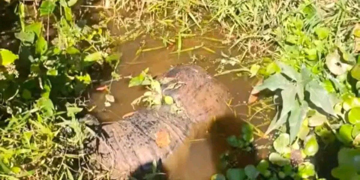 শ্রীমঙ্গলে খাল থেকে নারীর মরদেহ উদ্ধার, পরিবারের দাবি—হত্যা..