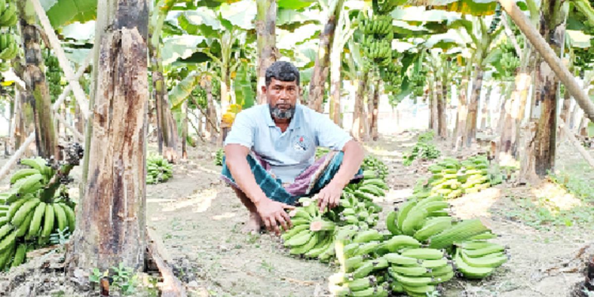 ধনবাড়ীতে প্রায় ৪ শতাধিক কলার কাদি কেটে ফেলেছে দুর্বৃত্তরা..