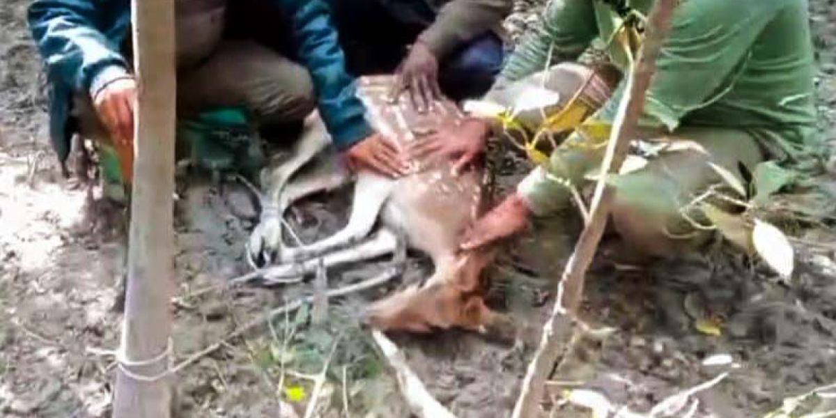 শিকারীদের ফাঁদে আটকা পড়লো হরিণ,উদ্ধার করলেন বন বিভাগ