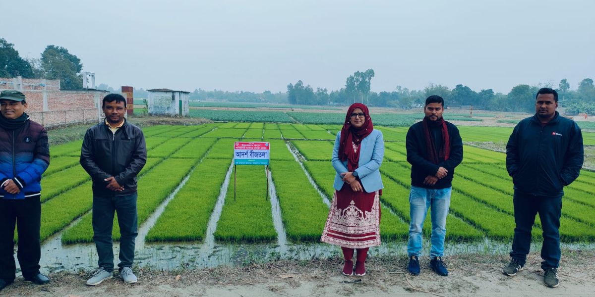চিরিরবন্দরে কৃষকের জনপ্রিয় আদর্শ (কমিউনিটি) বীজতলা।