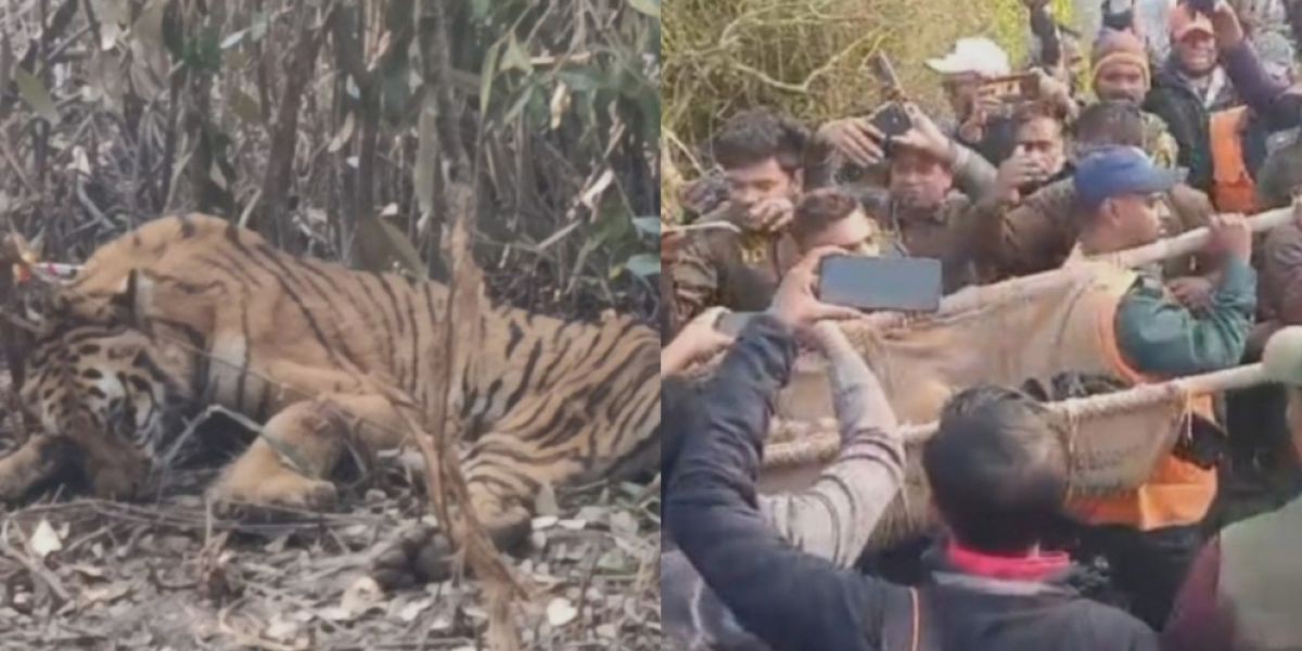 ‎সুন্দরবনে ফাঁদে আটকা পড়া বাঘটি উদ্ধার করেছে বনবিভাগ