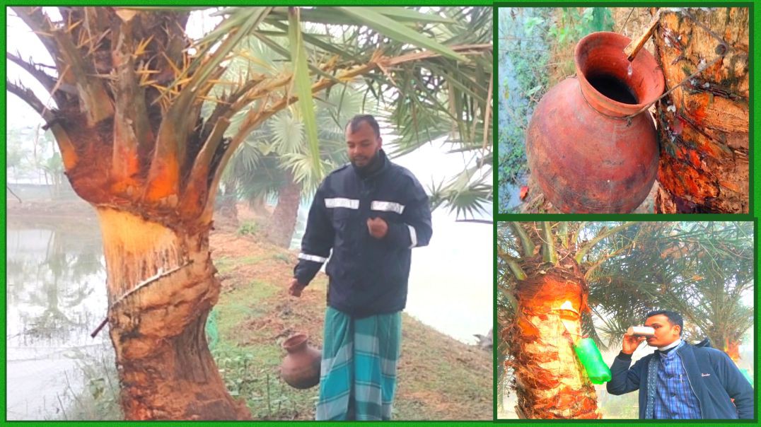 কুয়াশার ভোরে খেজুর রস: গ্রামবাংলার শীতের ঐতিহ্য