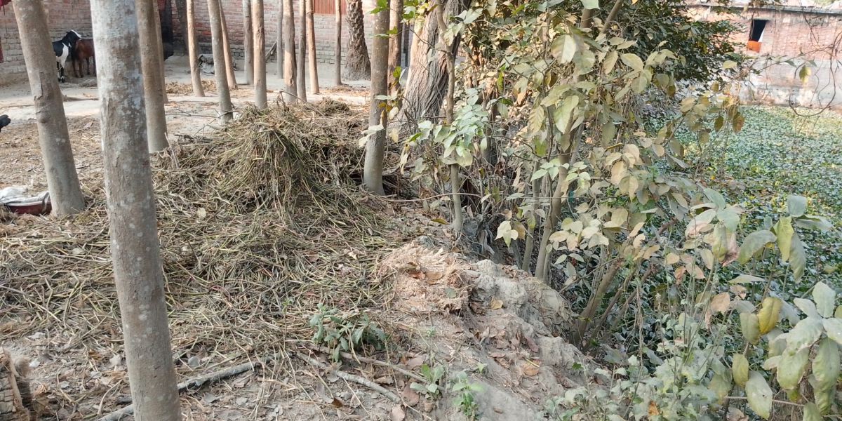 মান্দায় বসতভিটার গাছ কেটে জমি দখলের চেষ্টার অভিযোগ