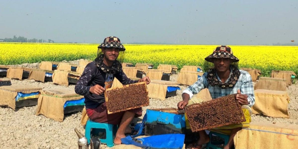 উল্লাপাড়ায় মধু আহরণে ব্যস্ত মৌ চাষিরা