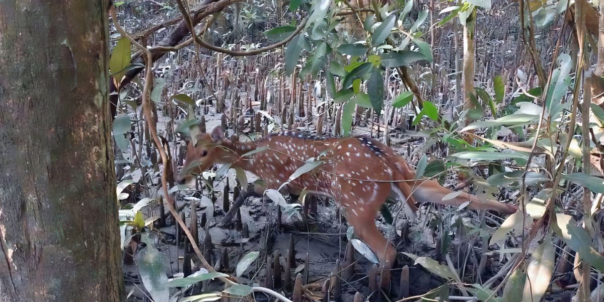 সুন্দরবনে হরিণ শিকারীদের ফাঁদ মোটে থামছেই না,আবারও ফাঁদে আটকা পড়লো জীবিত হরিণ..
