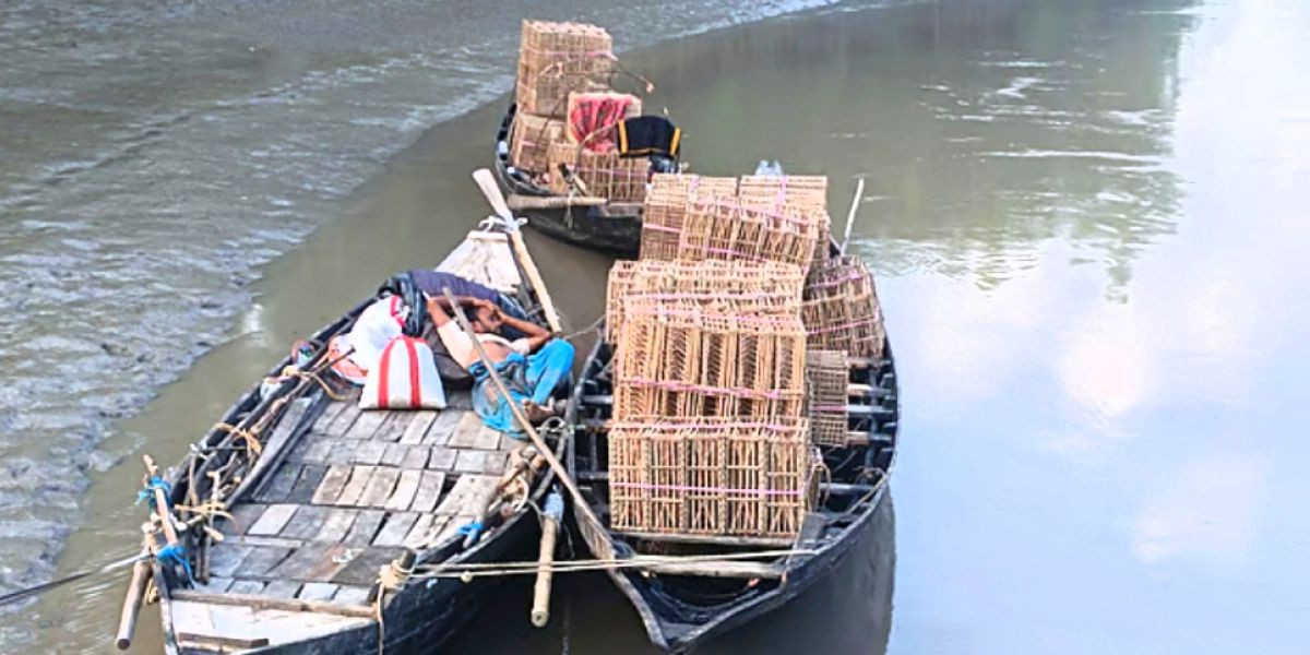 ‎সুন্দরবনে দুই মাস কাকড়া ধরায় নিষেধাজ্ঞা