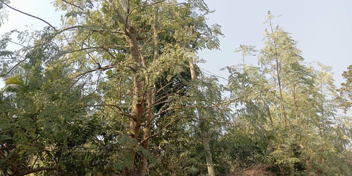 লবনাক্ত শ্যামনগরে গাছে গাছে সজিনার সাদা ফুলের সুবাস