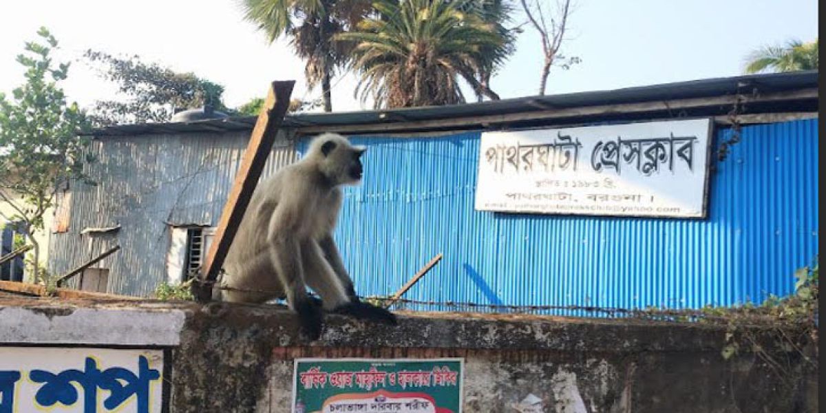 বরগুনার পাথরঘাটায় বিরল প্রজাতির একটি মুখকালো হনুমান ঘুরতে দেখা গেছে। ..