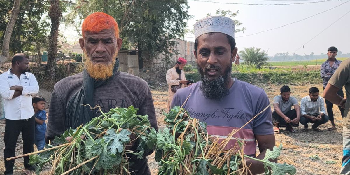 শ্যামনগরে এক কৃষকের তরমুজ ক্ষেত  ক্ষতিসাধন