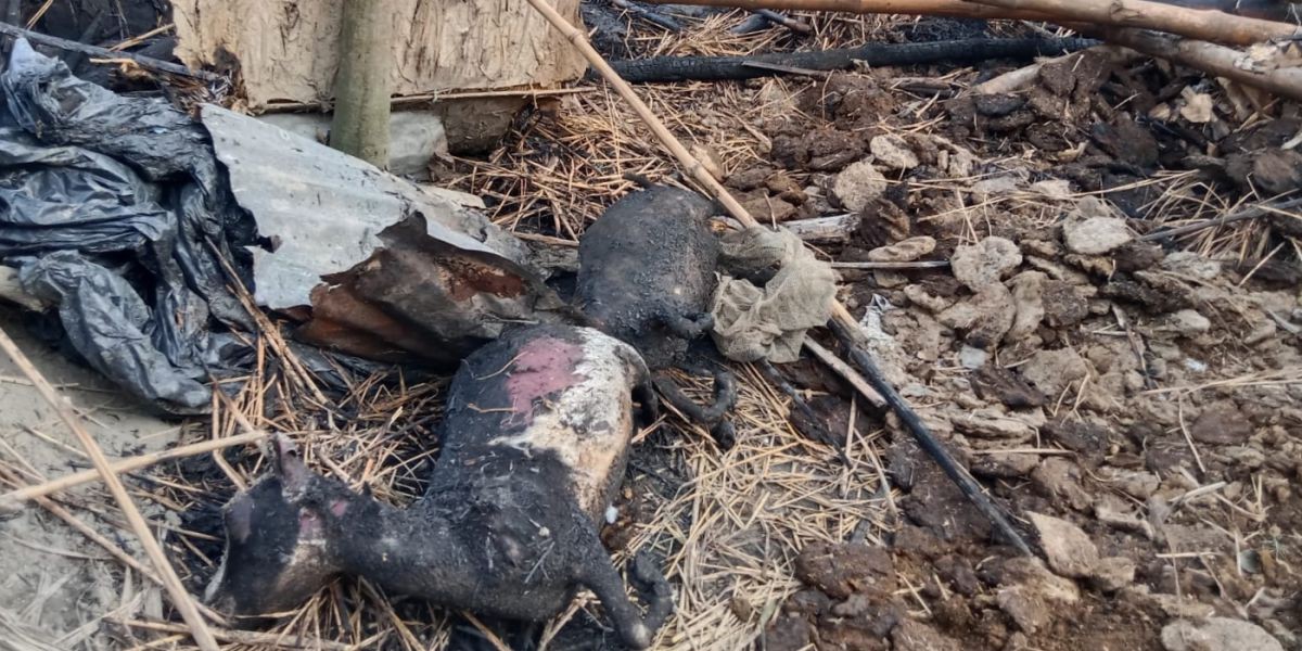 কেন্দুয়ায় আগুনে পুড়ল গরু-ছাগল-কবুতর, নিঃস্ব মঞ্জুরুলের পরিবার..