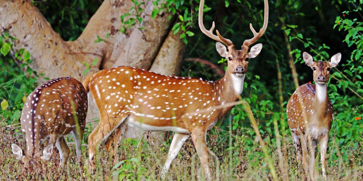 সুন্দরবনে ট্রলার ও ফাঁদসহ দুই হরিণ শিকারী আটক