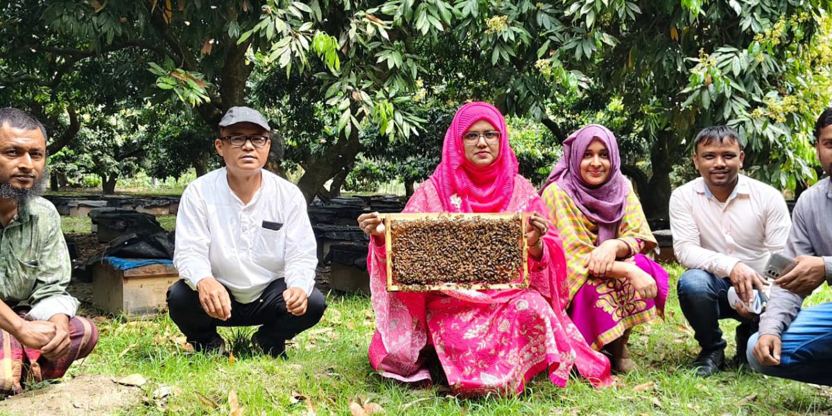 চিরিরবন্দরে লিচুর বাগানে ‘মধু বিপ্লব’।