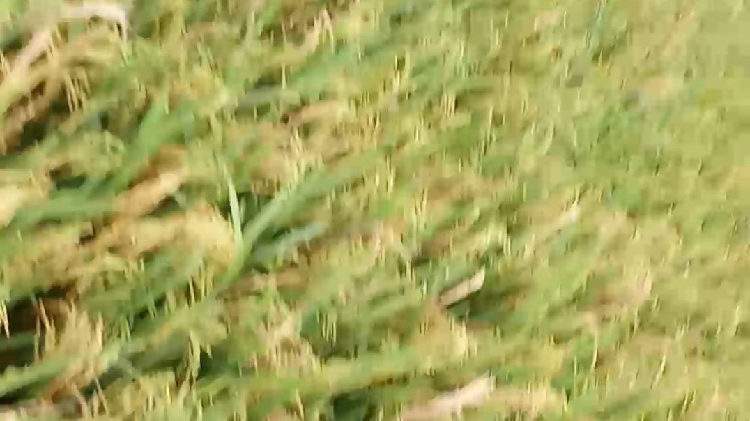 1000047018